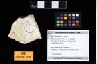 Foto (Objekt + Etikett) von Mesoparapylocheles sp.  (NHMW-GEO-2017-0093-0014)